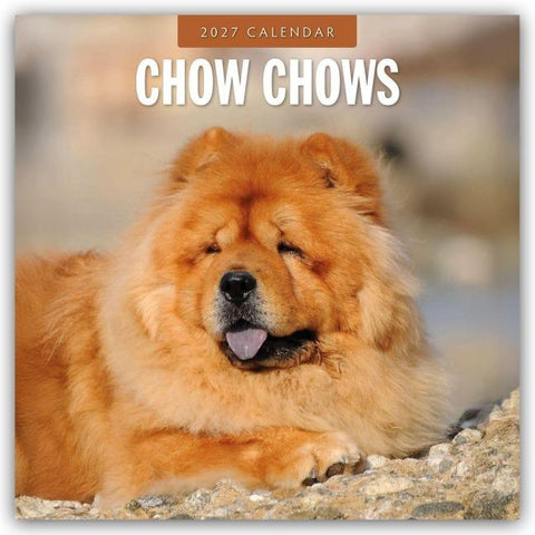 Chow Chows – Chow Chow 2027 – 16-Monatskalender