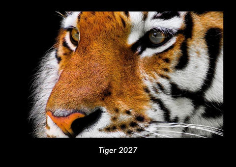 Tiger 2027 Fotokalender DIN A3