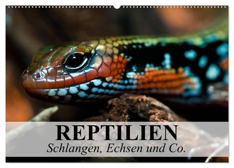 Reptilien Schlangen, Echsen und Co. (Wandkalender 2026 DIN A2 quer), CALVENDO Monatskalender
