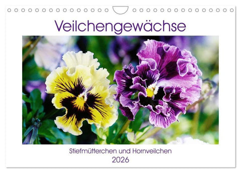 Veilchengewächse - Stiefmütterchen und Hornveilchen (Wandkalender 2026 DIN A4 quer), CALVENDO Monatskalender