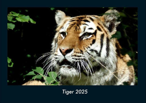 Tiger 2025 Fotokalender DIN A4