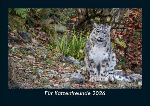 Für Katzenfreunde 2026 Fotokalender DIN A5