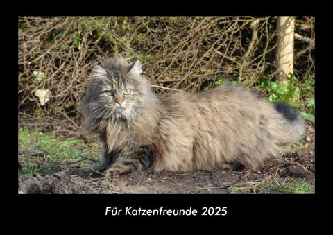 Für Katzenfreunde 2025 Fotokalender DIN A3