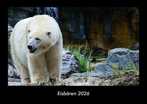 Eisbären 2026 Fotokalender DIN A3