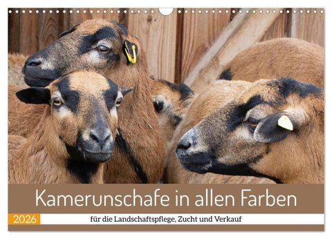 Kamerunschafe in allen Farben (Wandkalender 2026 DIN A3 quer), CALVENDO Monatskalender