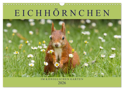 Eichhörnchen im Königlichen Garten (Wandkalender 2026 DIN A3 quer), CALVENDO Monatskalender