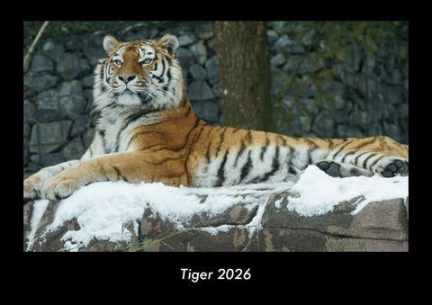 Tiger 2026 Fotokalender DIN A3