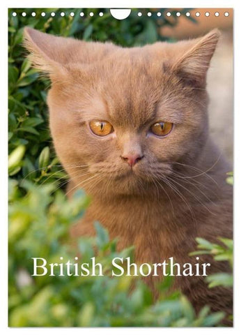 British Shorthair (Wall Calendar 2026 DIN A4 portrait), CALVENDO 12 Month Wall Calendar