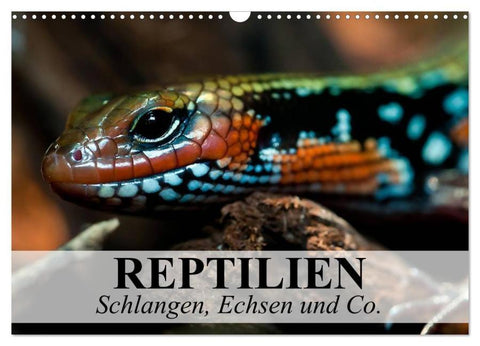Reptilien Schlangen, Echsen und Co. (Wandkalender 2026 DIN A3 quer), CALVENDO Monatskalender