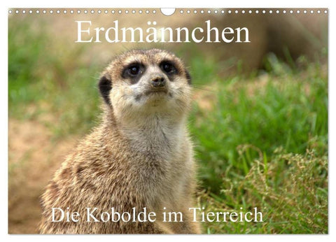 Erdmännchen - Die Kobolde im Tierreich (Wandkalender 2026 DIN A3 quer), CALVENDO Monatskalender