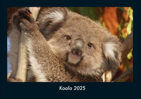 Koala 2025 Fotokalender DIN A4