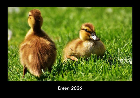 Enten 2026 Fotokalender DIN A3