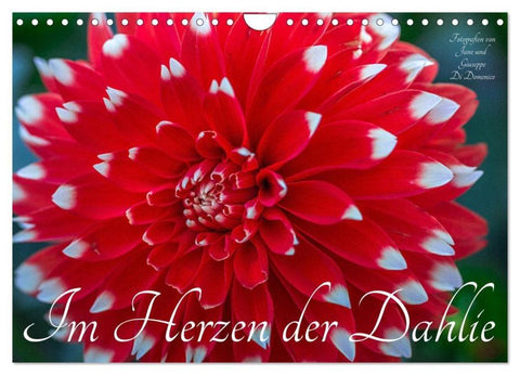 Im Herzen der Dahlie (Wandkalender 2026 DIN A4 quer), CALVENDO Monatskalender