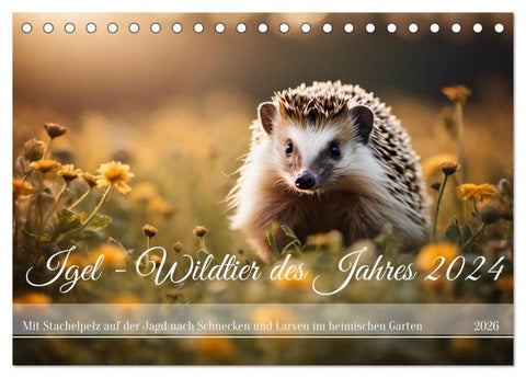 Igel - Wildtier des Jahres 2024 (Tischkalender 2026 DIN A5 quer), CALVENDO Monatskalender