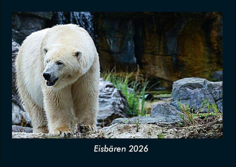 Eisbären 2026 Fotokalender DIN A4