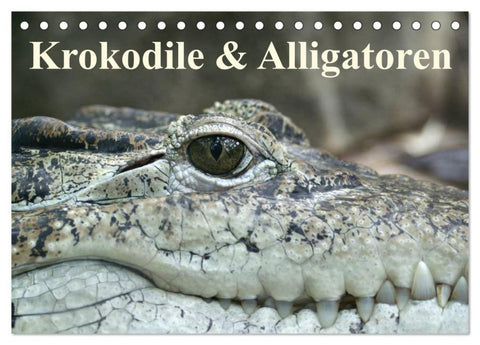 Krokodile & Alligatoren (Tischkalender 2026 DIN A5 quer), CALVENDO Monatskalender