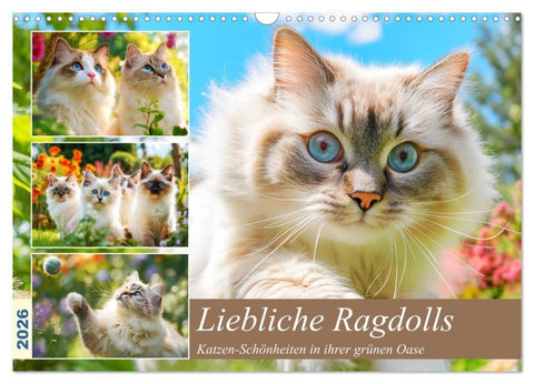 Liebliche Ragdolls. Katzen-Schönheiten in ihrer grünen Oase (Wandkalender 2026 DIN A3 quer), CALVENDO Monatskalender