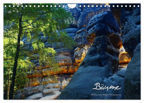 Bäume (Wandkalender 2026 DIN A4 quer), CALVENDO Monatskalender