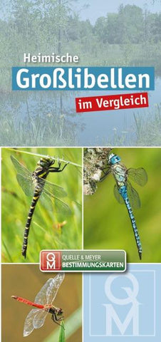 Heimische Großlibellen im Vergleich