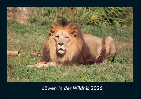 Löwen in der Wildnis 2026 Fotokalender DIN A4