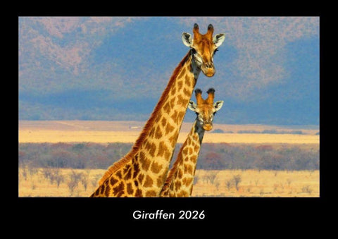 Giraffen 2026 Fotokalender DIN A3