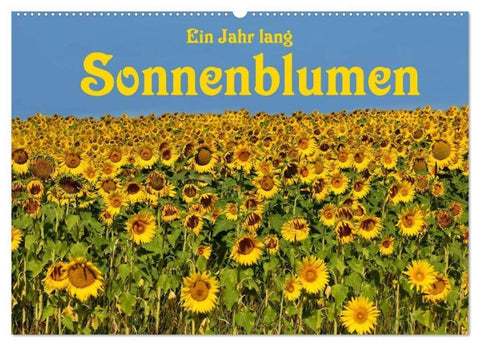 Ein Jahr lang Sonnenblumen (Wandkalender 2026 DIN A2 quer), CALVENDO Monatskalender