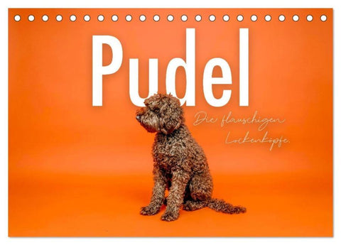 Pudel - Die flauschigen Lockenköpfe. (Tischkalender 2026 DIN A5 quer), CALVENDO Monatskalender