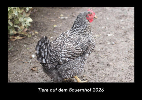 Tiere auf dem Bauernhof 2026 Fotokalender DIN A3