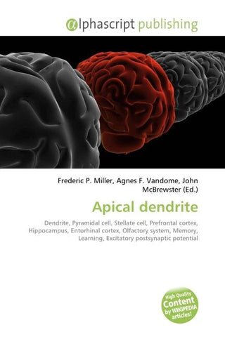 Apical dendrite