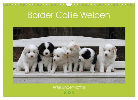 Border Collie Welpen (Wandkalender 2026 DIN A3 quer), CALVENDO Monatskalender