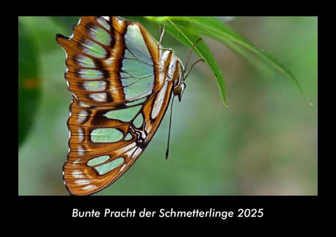Bunte Pracht der Schmetterlinge 2025 Fotokalender DIN A3
