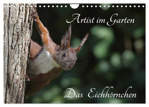 Artist im Garten. Das Eichhörnchen (Wandkalender 2026 DIN A4 quer), CALVENDO Monatskalender