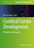 Cerebral Cortex Development
