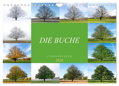 Die Buche: Jahresplaner 2026 (Wandkalender 2026 DIN A4 quer), CALVENDO Monatskalender