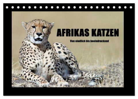Afrikas Katzen (Tischkalender 2026 DIN A5 quer), CALVENDO Monatskalender