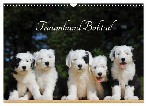 Traumhund Bobtail (Wandkalender 2026 DIN A3 quer), CALVENDO Monatskalender
