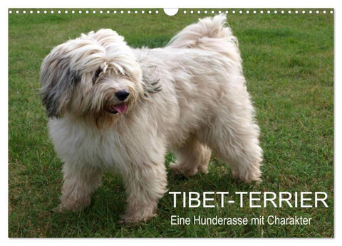 Tibet-Terrier - Eine Hunderasse mit Charakter (Wandkalender 2027 DIN A3 quer), CALVENDO Monatskalender