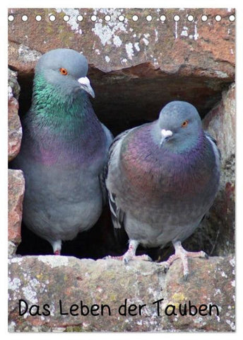 Das Leben der Tauben (Tischkalender 2026 DIN A5 hoch), CALVENDO Monatskalender