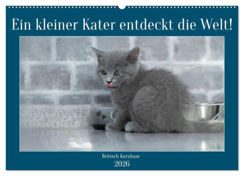 Ein kleiner Kater entdeckt die Welt! (Wandkalender 2026 DIN A2 quer), CALVENDO Monatskalender