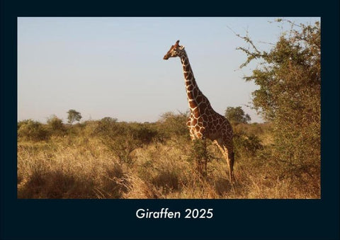Giraffen 2025 Fotokalender DIN A4