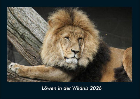 Löwen in der Wildnis 2026 Fotokalender DIN A4