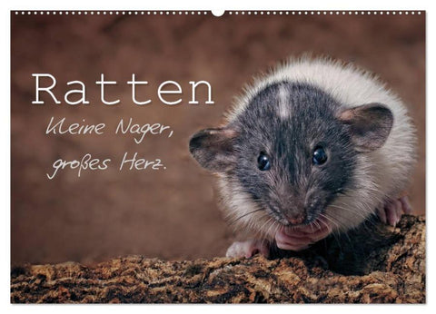 Ratten. Kleine Nager, großes Herz. (Wandkalender 2026 DIN A2 quer), CALVENDO Monatskalender