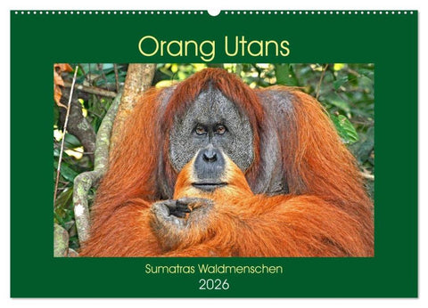 Orang Utans Sumatras Waldmenschen (Wandkalender 2026 DIN A2 quer), CALVENDO Monatskalender