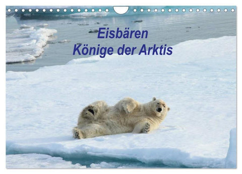 Eisbären - Könige der Arktis (Wandkalender 2026 DIN A4 quer), CALVENDO Monatskalender
