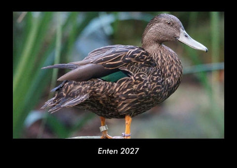 Enten 2027 Fotokalender DIN A3
