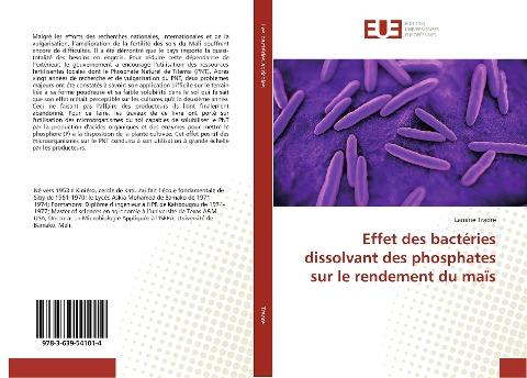 Effet des bactéries dissolvant des phosphates sur le rendement du maïs