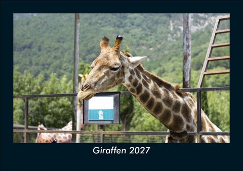 Giraffen 2027 Fotokalender DIN A5