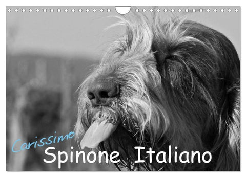 Carissimo Spinone Italiano (Wandkalender 2026 DIN A4 quer), CALVENDO Monatskalender
