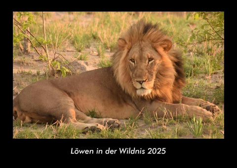 Löwen in der Wildnis 2025 Fotokalender DIN A3