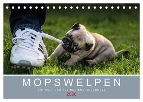 Mopswelpen (Tischkalender 2026 DIN A5 quer), CALVENDO Monatskalender